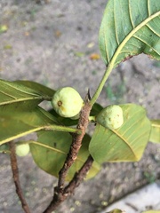 Ficus mariae