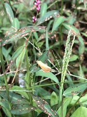 Virbia aurantiaca