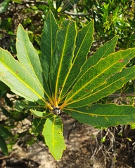 Brabejum stellatifolium