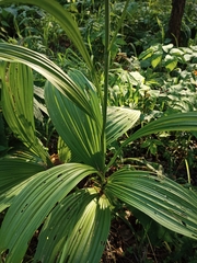 Veratrum nigrum