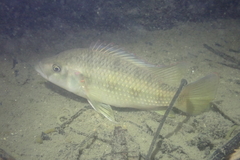 Hemichromis camerounensis