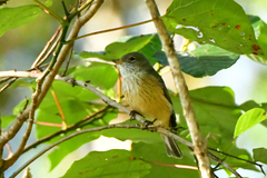 Pachycephala rufiventris