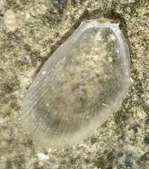 Limaria pellucida