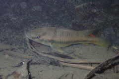 Hemichromis camerounensis