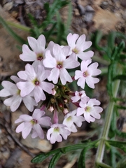 Glandularia berteroi