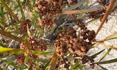Metrosideros angustifolia