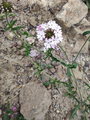 Glandularia berteroi