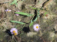 Boltonia montana