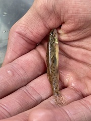 Etheostoma nigrum
