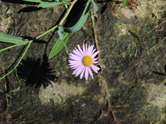 Boltonia montana
