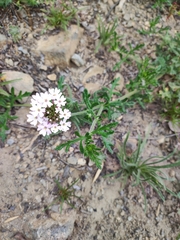 Glandularia berteroi