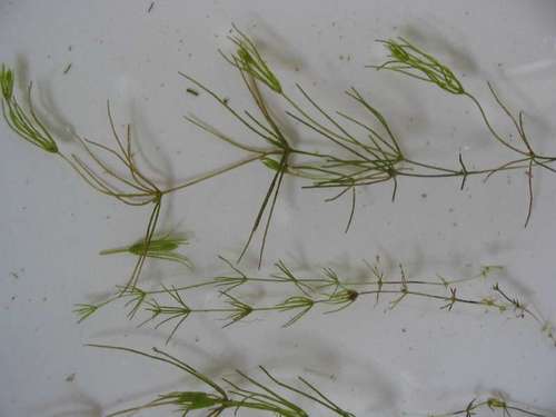 Image of Chara virgata by (c) Andre Hosper, some rights reserved (CC BY)