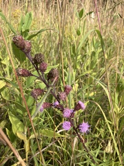Liatris scariosa