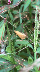 Virbia aurantiaca
