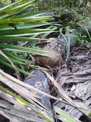 Terrapene carolina bauri