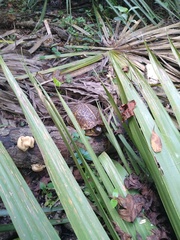 Terrapene carolina bauri