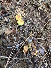 Hypholoma fasciculare