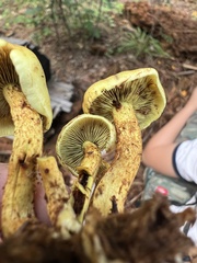 Hypholoma fasciculare