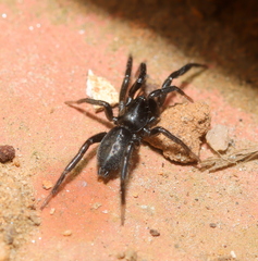 Zelotes