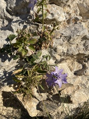 Campanula versicolor tenorei