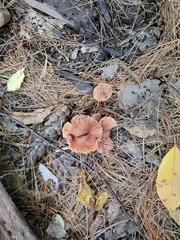 Laccaria laccata