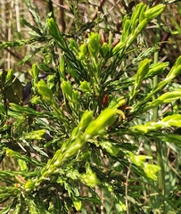 Passerina