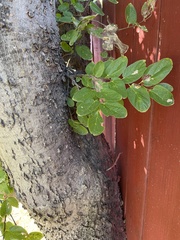 Celtis reticulata