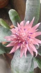 Aechmea fasciata