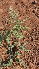 Chenopodium opulifolium