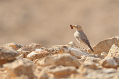 Ammomanes deserti