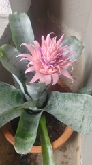 Aechmea fasciata