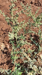 Chenopodium opulifolium