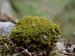 Hymenoloma crispulum