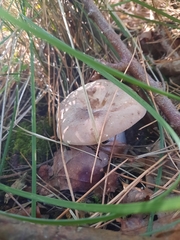 Paxillus involutus