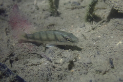 Hemichromis camerounensis