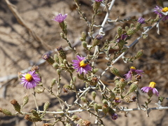 Dianthidium