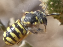 Dianthidium