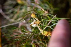 Serruria inconspicua