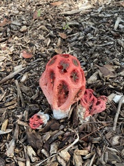 Clathrus crispus