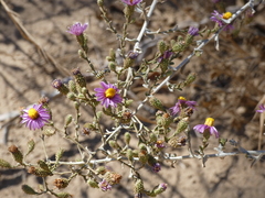 Dianthidium