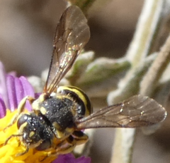 Dianthidium