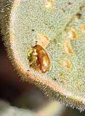 Chrysomelidae