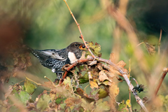 Turdus torquatus