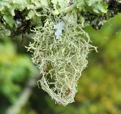 Evernia mesomorpha