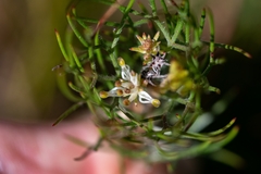 Serruria inconspicua