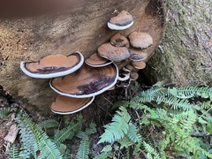 Ganoderma brownii