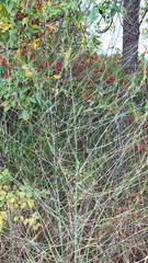 Asparagus officinalis