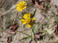 Helenium virginicum