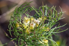 Serruria inconspicua