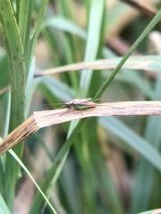 Conocephalus attenuatus